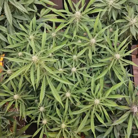 Fast & Fruity: Cherry Auto Ride