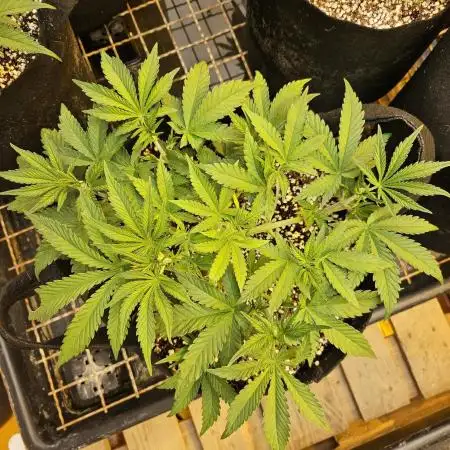 Fast & Fruity: Cherry Auto Ride