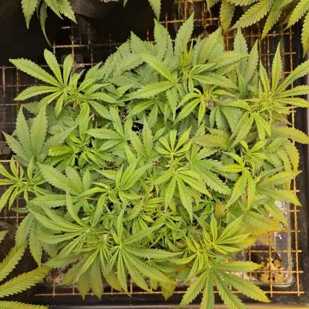 Fast & Fruity: Cherry Auto Ride