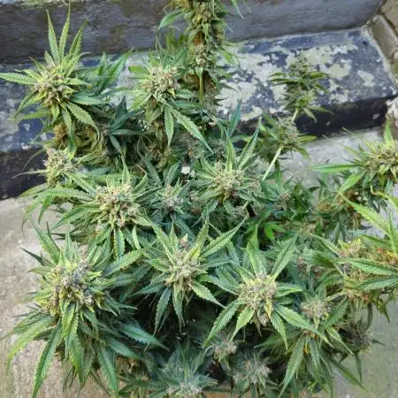 Fast & Fruity: Cherry Auto Ride