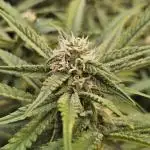 Fast & Fruity: Cherry Auto Ride