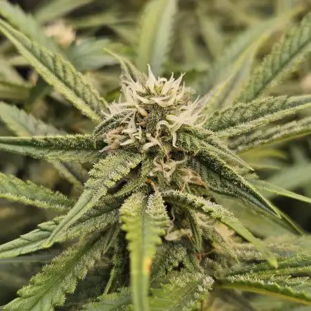 Fast & Fruity: Cherry Auto Ride