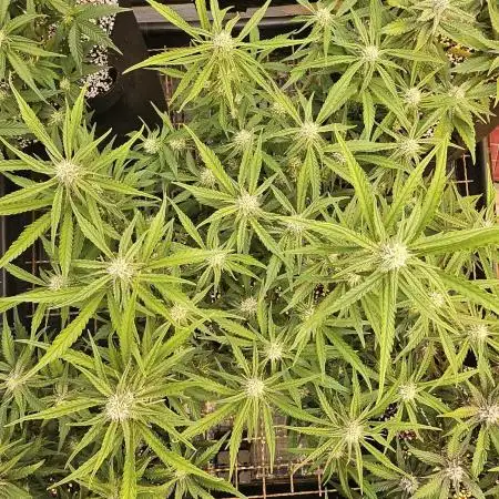 Fast & Fruity: Cherry Auto Ride