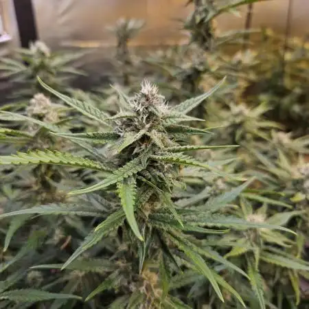 Fast & Fruity: Cherry Auto Ride