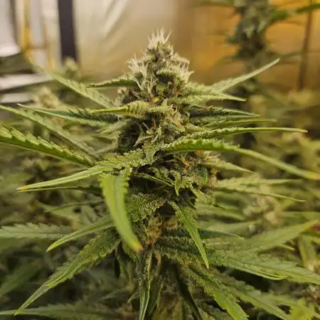 Fast & Fruity: Cherry Auto Ride