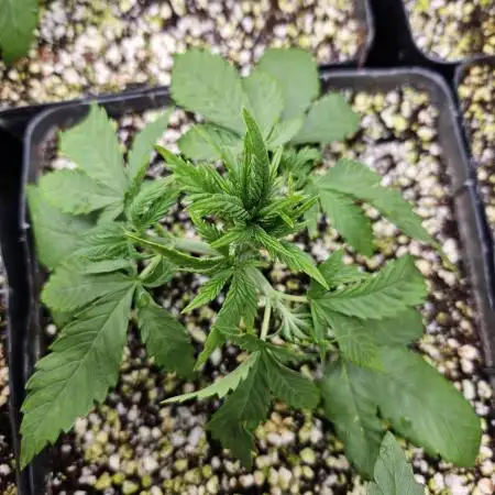Fast & Fruity: Cherry Auto Ride