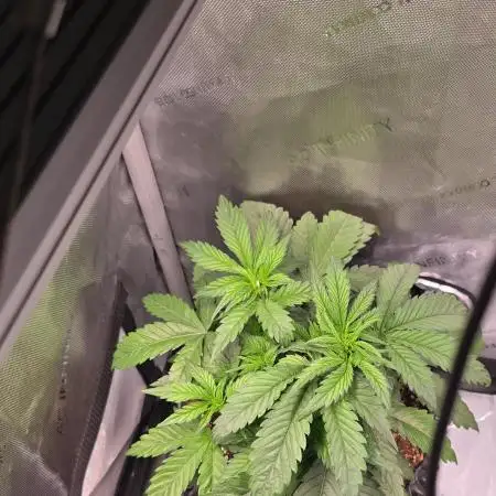 Sweet Mimosa XL Auto | Sweet Seeds