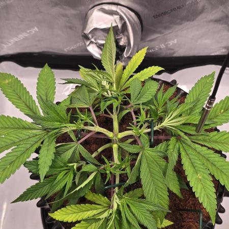 Bio | P-limitation to enhance symbiosis