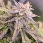 Sweet Mimosa XL Auto | Sweet Seeds