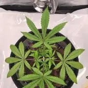 Bio | P-limitation to enhance symbiosis