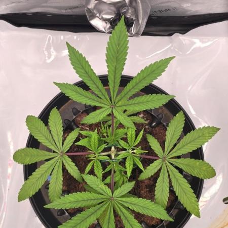 Bio | P-limitation to enhance symbiosis