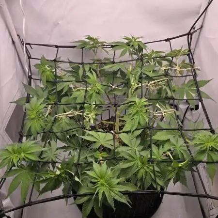 Cherry Poppers | mainlining