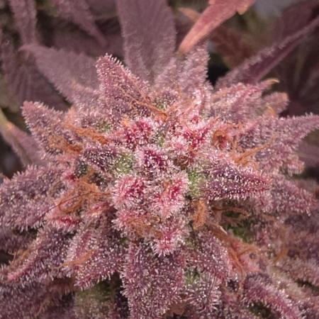 Blueberry Pancakes | Bio Canna