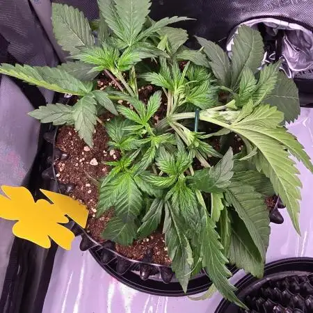 Sweet Mimosa XL Auto | Sweet Seeds