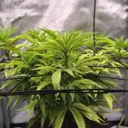 Bio Holobiont | Blueberry Pancakes