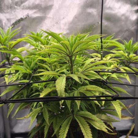 Bio Holobiont | Blueberry Pancakes