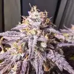 Sweet Mimosa XL Auto | Sweet Seeds
