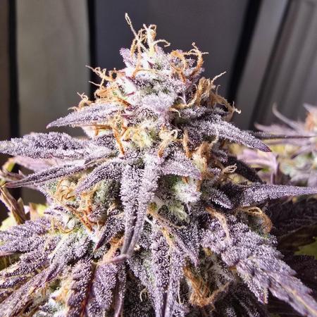 Sweet Mimosa XL Auto | Sweet Seeds