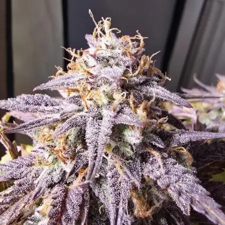 Sweet Mimosa XL Auto | Sweet Seeds