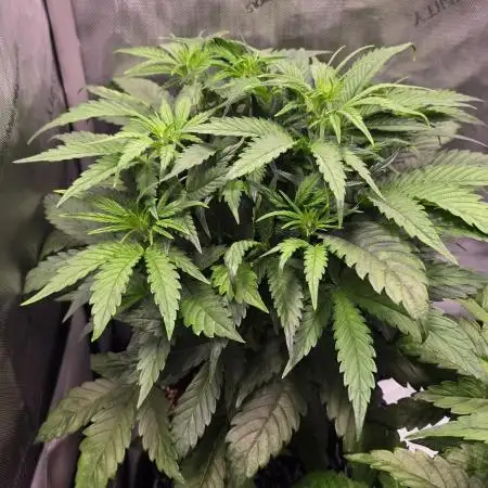 Sweet Mimosa XL Auto | Sweet Seeds