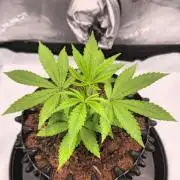 Bio | P-limitation to enhance symbiosis