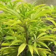 Bio Holobiont | Blueberry Pancakes