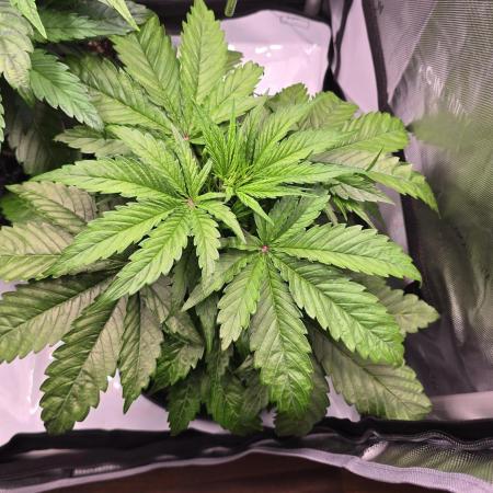 Jack 47 XL Auto | Sweet Seeds