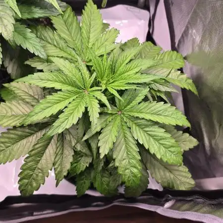 Jack 47 XL Auto | Sweet Seeds