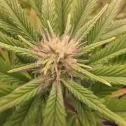 Bio Holobiont | Blueberry Pancakes