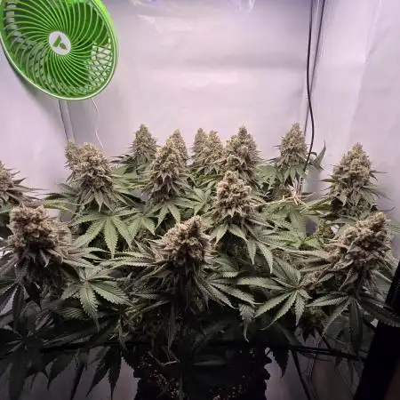 Cherry Poppers | mainlining