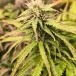 Jack 47 XL Auto | Sweet Seeds