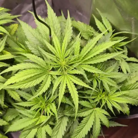 Jack 47 XL Auto | Sweet Seeds