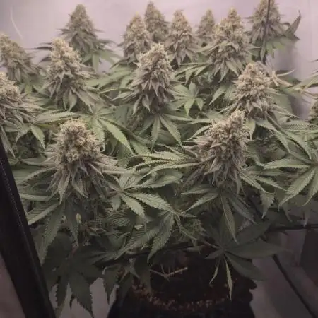 Cherry Poppers | mainlining