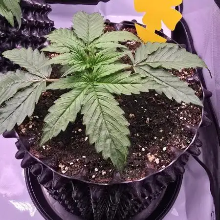 Jack 47 XL Auto | Sweet Seeds