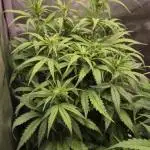 Sweet Mimosa XL Auto | Sweet Seeds