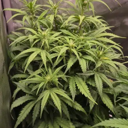 Sweet Mimosa XL Auto | Sweet Seeds