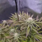 Bio Holobiont | Blueberry Pancakes