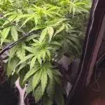 Jack 47 XL Auto | Sweet Seeds