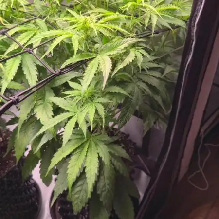 Jack 47 XL Auto | Sweet Seeds