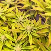 Bio Holobiont | Blueberry Pancakes