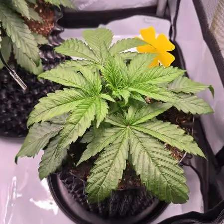 Jack 47 XL Auto | Sweet Seeds