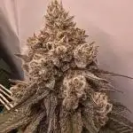 Cherry Poppers | mainlining