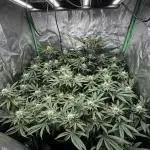 Dirty Grape - Clones