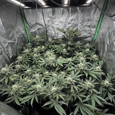 Dirty Grape - Clones