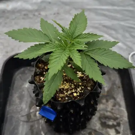 Biskanté x Kryptochronic