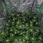 Dirty Grape - Clones