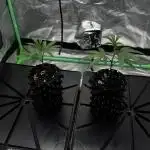 Dirty Grape - Clones