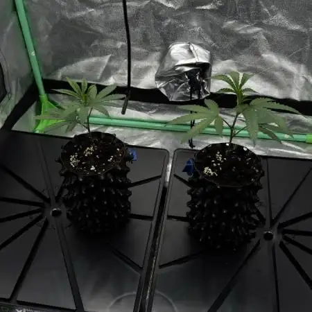 Dirty Grape - Clones
