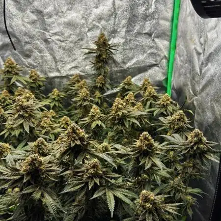 Dirty Grape - Clones