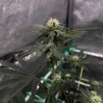Biskanté x Kryptochronic